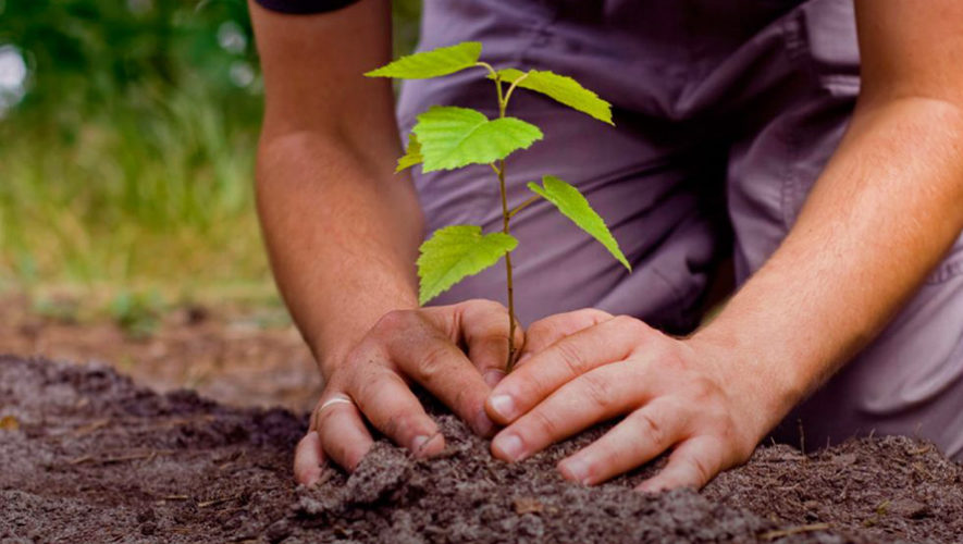 Siembra de árboles: Protegiendo el agua y el medio ambiente